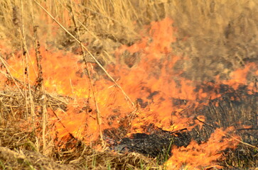 fire burn grass