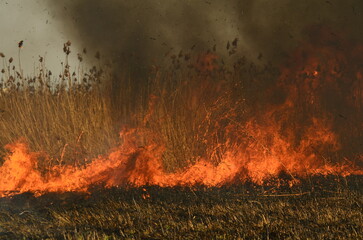fire burn grass