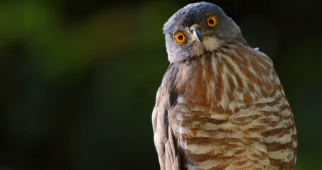 Closeup crested goshawk, striking orange eyes, blurred green, Thailand. Hawk portrait, Kaeng Krachan National Park.