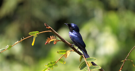 Obraz premium Black bird perched on a branch against a blurred green background, its sleek feathers and sharp silhouette creating a striking contrast. Ornithology, nature preservation, and educational use.