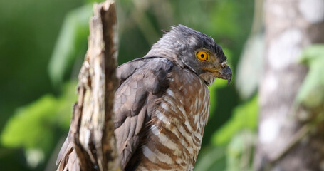 Crested goshawk perched on branch, green blurred background, Thailand. Hawk in natural habitat, Kaeng Krachan forest.