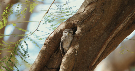 Owl perched in tree hollow surrounded by lush green foliage. Athene brama