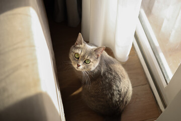 Fototapeta na wymiar Grey British cat sits behind a sofa in the sunshine, the concept of pets