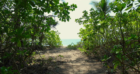 Pathway through lush greenery leading to ocean, tropical landscape, natural coastal route.