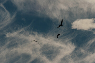  Birds in silhouette glide gracefully through a sky filled with streaky cirrus clouds, creating a peaceful and natural scene.