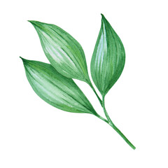 Watercolor illustration of green leaves with elegant natural texture. Ideal for wedding invitations, botanical designs, eco packaging, skincare labels, tea branding, autumn crafts and seasonal