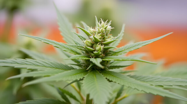 Cannabis, also known as marijuana is an annual, dioecious herb..Flowering plant detail. .