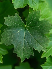 Fototapeta premium Close-up Grape Vine Leaf