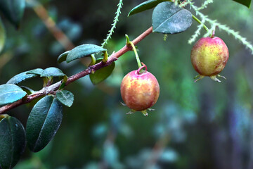 FRUTO MURTA MURTILLA PLANTA SILVESTRE NATURA NATURALEZA ORGÁNICO