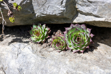 Hauswurz-Sukkulenten zwischen Felsen in der Sonne