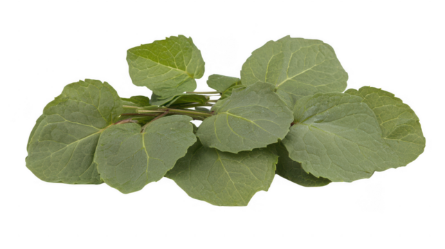 Fresh miner's lettuce sprigs arranged against a stark black background