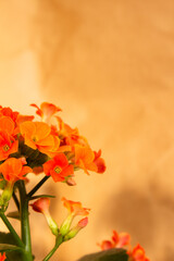 Beautiful Orange Blossoms on a Soft Beige Background in Stunning Close-Up