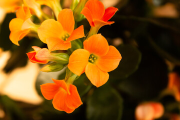 Close-Up of Vibrant Orange Blossoms Against a Dark Leafy Background