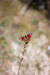 Tagpfauenauge Schmetterling auf Pflanze