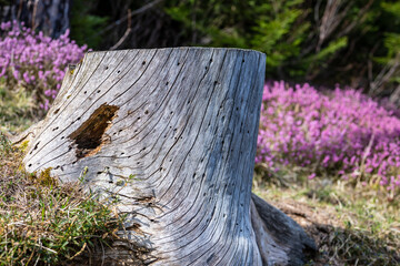 Baumstumpf in alpiner Landschaft mit Heidekraut