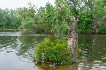 Spring view on picturesque river on natural park. Trees and plants water's edge with green rivershore. Landscape with lush foliage and dense grove on background. Atmospheric water in nature reserve.