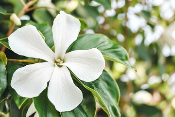 Obraz premium White flowers with beautiful petals on green leaves