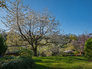 Der Frühling im Garten, Kirschbaum blüht mit Wiese