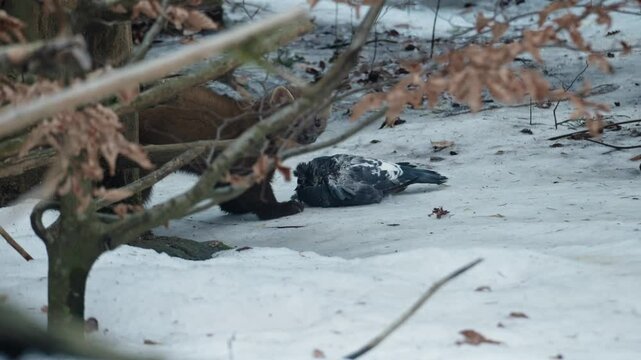Marten caught prey in a snowy forest