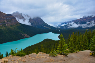 Scenic Lookout Over Peyto Lake Surrounded by Alpine Forest