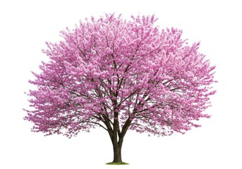 Obraz premium Isolated pink blossom tree full bloom springtime beauty isolated on white background
