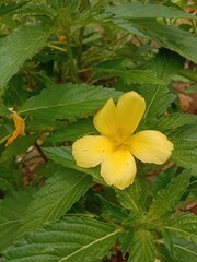 yellow flower in the garden