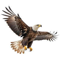 Fototapeta premium Bald eagle isolated on white Background