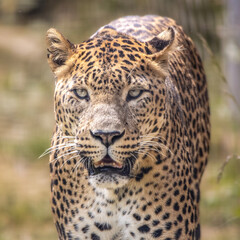 Sri Lankan leopard