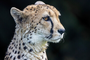 Cheetah portrait