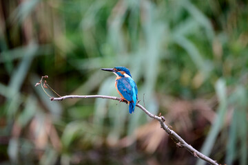 kingfisher on a branch