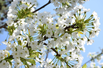 Abundant white blossoms adorn a tree branch against a clear blue sky.