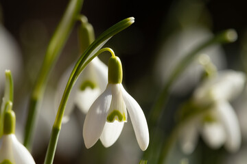 Nahaufnahme einer Schneeglöckchen-Blüte