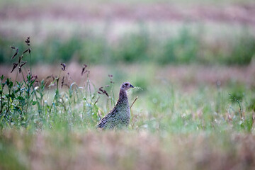 pheasant in the field