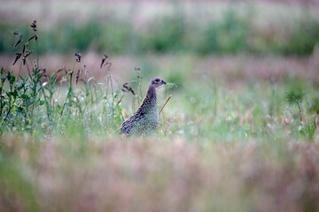 pheasant in the grass