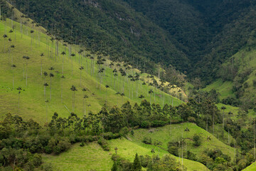 Fototapeta premium Valle de Cocora or Cocora Valley with tall wax palm trees and green mountains