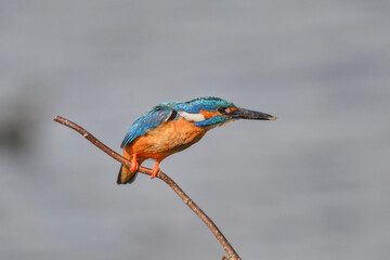 kingfisher on a branch