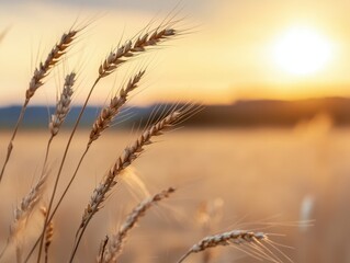 Fototapeta premium The image depicts golden wheat stalks swaying gently in a field under a warm sunset, creating a serene agricultural landscape.