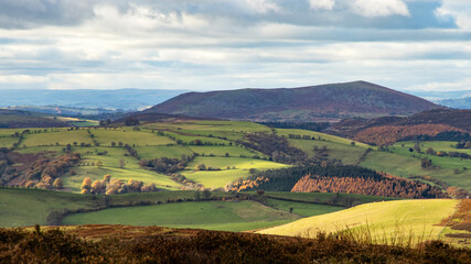Shropshire Hills with purple heather flowers colouring the slopes of Long Mynd with Cordon Hill in the distance
