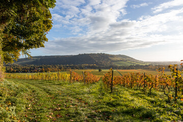 Colourful rows of vines after sunrise on a sunny morning in Autumn with a view towards Box Hill in Surrey Hills, near Dorking