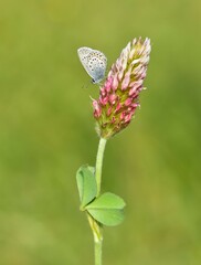 wildlife photos. photos of butterflies in natural areas.