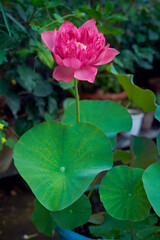 beautiful pink petaled lotus with large, round shaped standing leaves growing in round container. Photo taken at a rooftop urban garden.