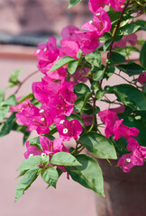 Beautiful pink coloured blooms of bougainvillea in summer. Bougainvillea is popular low maintenance ornamental vine, named after french explorer Louis Antoine de Bougainville.