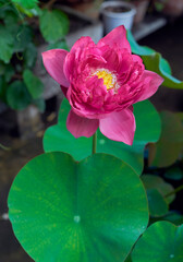 beautiful pink petaled lotus with large, round shaped standing leaves growing in round container. Photo taken at a rooftop urban garden. Selective focus of flowerhead.