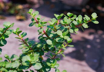 thick, fleshy green leaves and reddish stem of Portucalaria Affra,  an easy to care succulent...