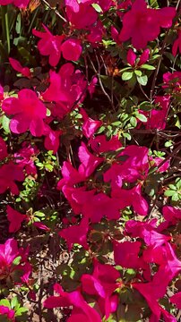 Footage of gorgeous red azaleas flowers at Descanso Gardens La Ca&ntilde;ada Flintridge California USA