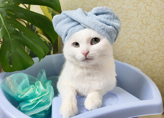 Wearing a blue terry turban on his head, a funny white cat sits in a blue basin after bathing