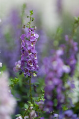 Obraz premium Solitary stalk of purple Angelonia flowers in August. 