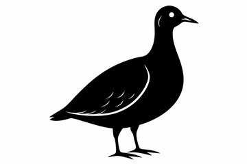 Fototapeta premium american woodcock sihouette black vector