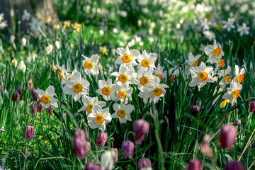 White and orange Narcissus ‘Flower Record’ large cupped daffodil in bloom.