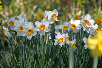 White and orange Narcissus ‘Flower Record’ large cupped daffodil in bloom. © Alexandra